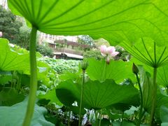 -陈家山荷花公园