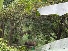 -野象谷景区