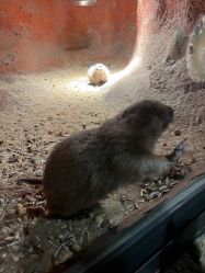 -酷嗒动物文化乐园(cutezoo西溪乐天城店)