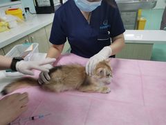 -北京观赏动物医院·24小时大型综合·猫专科·异宠专科