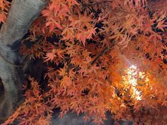 -花间别院(凤凰店)