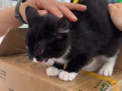 -四月宠物医院·猫专科·心脏专科·内科(转塘店)
