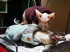 -猫色咖啡·猫咖