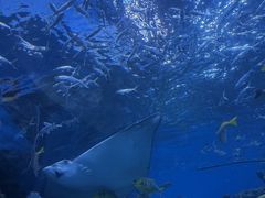 -海合安成都极地海洋公园