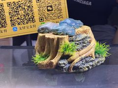 -中环花鸟鱼虫市场