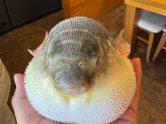 -天正河鲀·河豚亭(大连店)