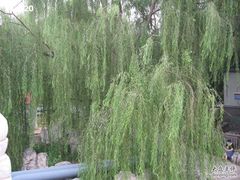 -紫竹院公园冰场