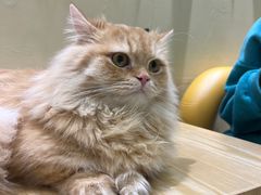 -藏猫猫咖啡主题馆(中央大道店)