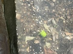 -上海大自然野生昆虫馆(东方明珠·爬宠昆虫探索中心)