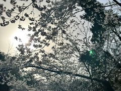 -武汉大学-樱园