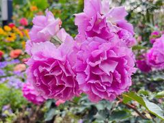 -人民公园(罗湖区)