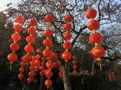 -深圳仙湖植物园
