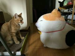 -北京赛佳动物医院