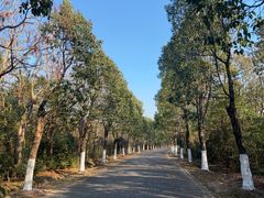 -上海海湾国家森林公园