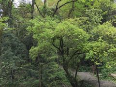 -黄山温泉国际旅游度假区