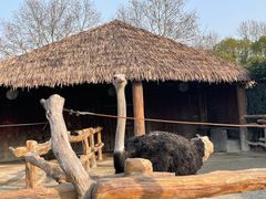 -上海野生动物园