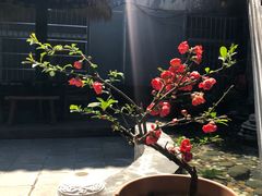 -上席擂茶·新中式青年茶馆(古城店)