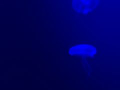 -暹罗海洋世界