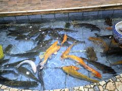 -余师傅鱼生王