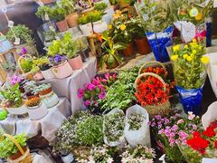 -循礼门鲜花花市(武汉循礼门店)