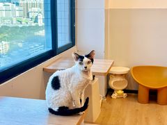 -有喵·猫咖·狗咖·30几只猫10只小狗(岗厦店)