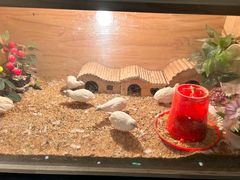-夏阳湖皇冠假日酒店-自助餐厅