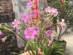 -大赤坎肥仔强烧味海鲜餐厅(大赤坎店)