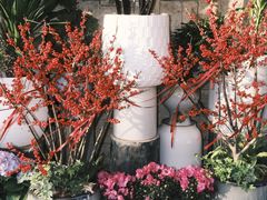 -溪岸路花鸟市场