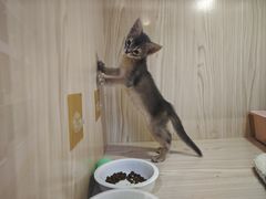-屋虎猫馆(宝安大仟里店)