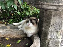 -喵屿·大理花园猫咖