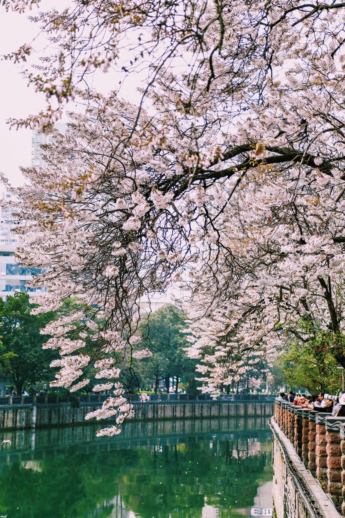 红星桥泡桐花图片