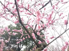 -南山植物园