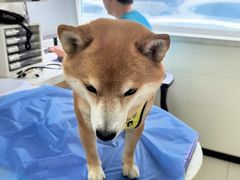 -美联众合动物医院·24h京西诊疗中心