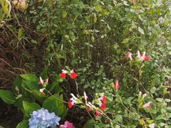 -重庆市江北嘴中央商务区中央公园