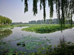 -白洋淀景区