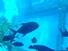 -亚特兰蒂斯•OSSIANO奥西亚诺海底餐厅