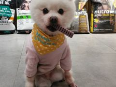 -帕帕拉兹宠物(亚洲旗舰店)