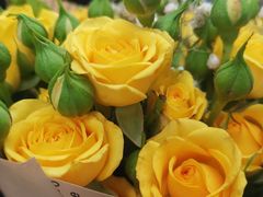 -循礼门鲜花花市(武汉循礼门店)