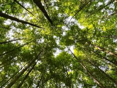 -桤木河湿地公园