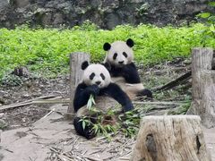 -都江堰中华大熊猫苑