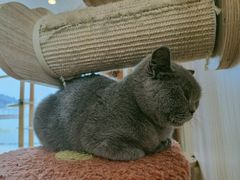 -猫的茶·猫咖