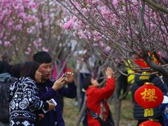 -天适樱花悠乐园