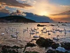 -烟墩角天鹅湖