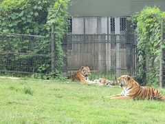 -上海野生动物园