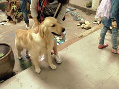 -荣耀金沙动物医院(清江西路店)