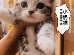 -猫的茶·猫咖