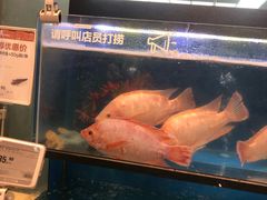 水产区-盒马鲜生(宝地店)