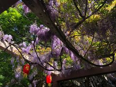 -龙口南山旅游景区