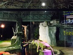 景点-清迈夜间动物园