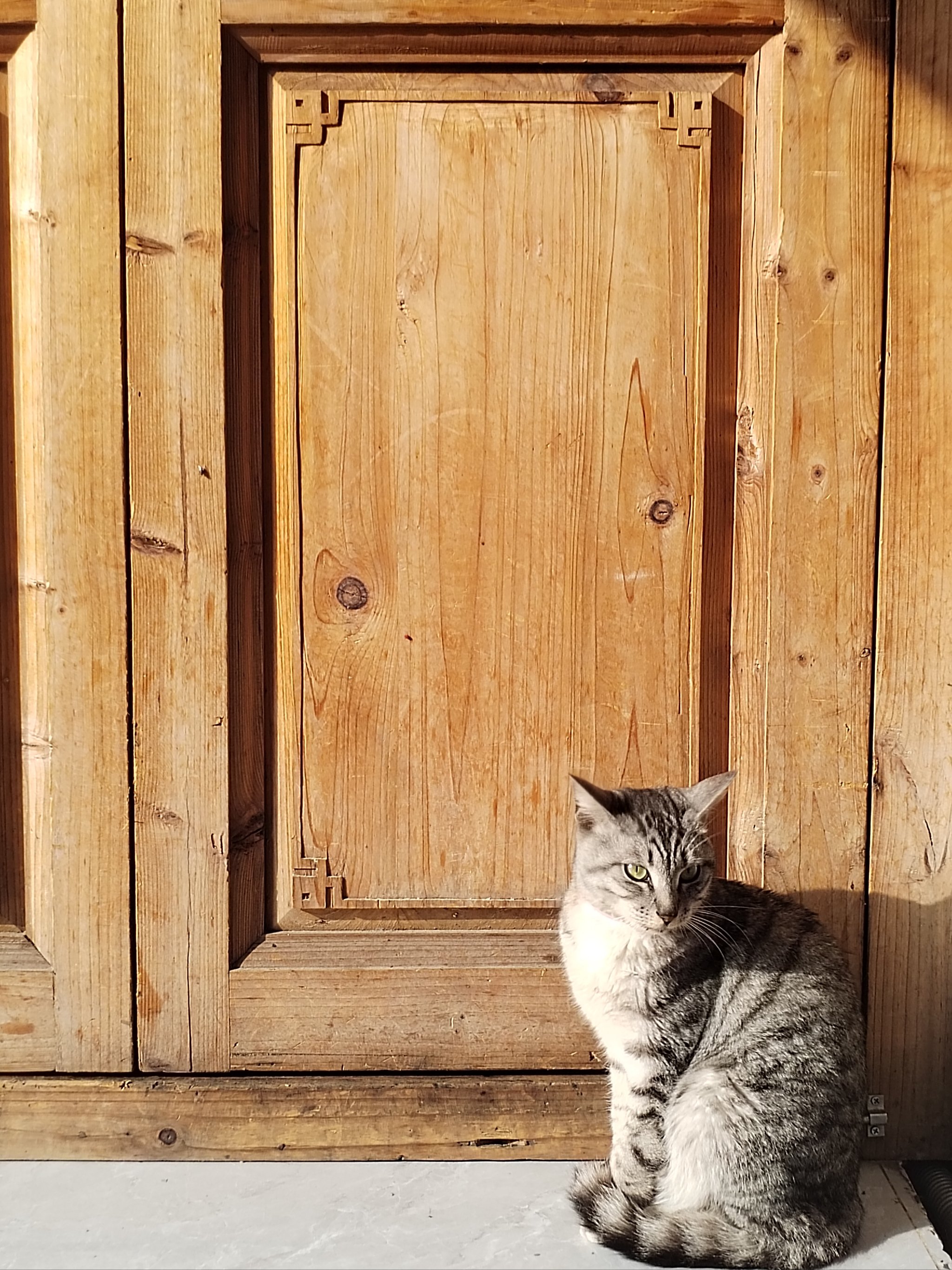 巷子里的猫 背影图片